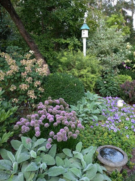 Maryland Garden, Geranium Macrorrhizum, Shade Garden Design, Climbing Hydrangea, Oakleaf Hydrangea, Yellow Plants, Fine Gardening, Big Plants, Tomato Garden