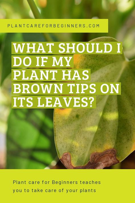 Brown Tips On Plants Houseplant, Brown Leaves On Plants Houseplant, Dracena Plant, Bay Leaf Plant, Pathos Plant, Plant Leaves Turning Brown, Brown Tips, Hibiscus Leaves, Plant Care Guide