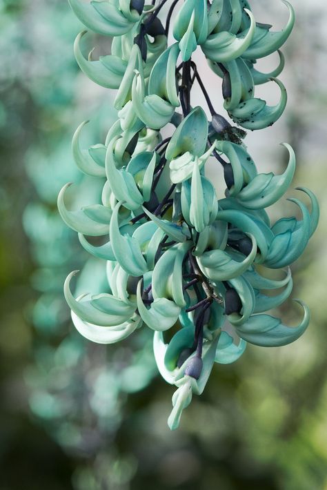 https://flic.kr/p/kFbv26 | Jade Vine Jade Vine, Strange Flowers, Colorful Plants, Rare Flowers, Floral Display, Exotic Flowers, Types Of Flowers, Beautiful Blooms, Plant Life