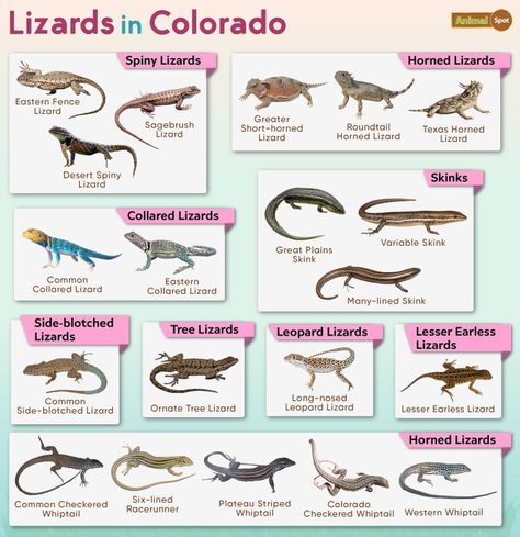 List of Lizards Found in Colorado – Facts with Pictures Types Of Lizards, Lizard Types, Lizard Species, Horned Lizard, Large Lizards, Gila Monster, Small Lizards, Great Plains, Animal Species