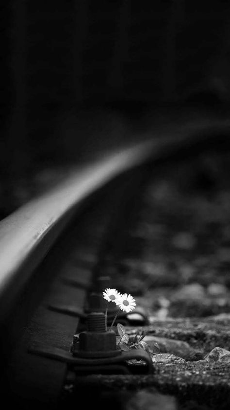 Foto Tips, Foto Art, Photo Vintage, Trik Fotografi, Black N White Images, White Picture, Jolie Photo, Single Flower, Black White Photos