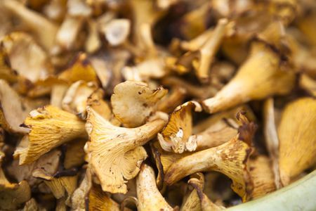 Dry Mushrooms, Mushroom Pasta Sauce, Lobster Mushroom, Dried Porcini Mushrooms, Truffle Salt, Maitake Mushroom, Oyster Mushrooms, Bacon Pasta, Dried Vegetables