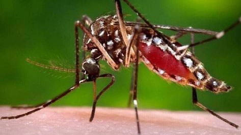 How bad are the mosquitoes at your place? West Nile Virus, Zika Virus, Mosquito Control, Termite Control, Yellow Fever, Insect Pest, Mosquito Bite, Pest Control, Ticks