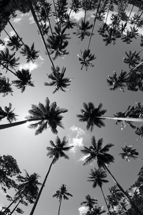 Palm trees in the tropics of Asia Palm Tree Background Aesthetic, Black And White Palm Wallpaper, Palm Tree Shadow Aesthetic, White And Black Palm Tree Wallpaper, Dark Palm Tree Wallpaper Iphone, Ko Samui, Palm Tree Art, Shotting Photo, Type Shi