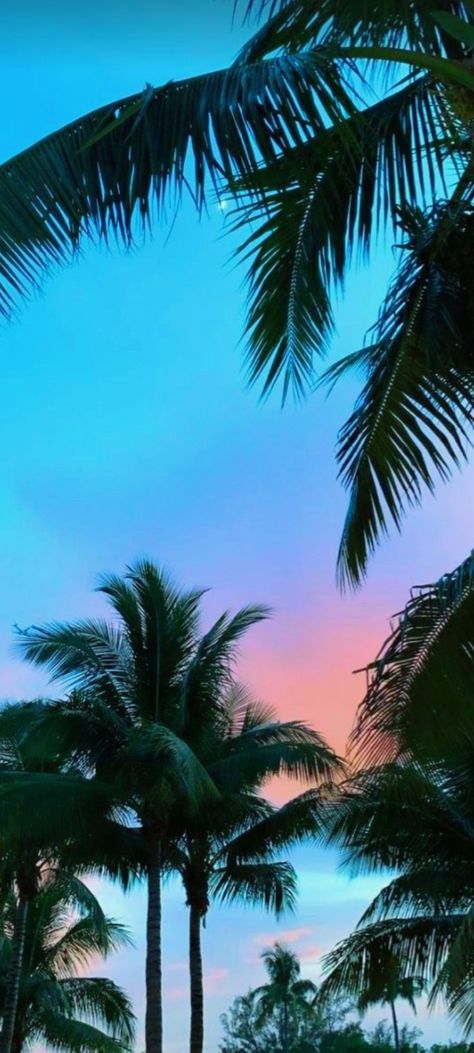 Miami Palm Trees, Beach Images, Pretty Places, Palm Tree, Mother Nature, Palm Trees, Iphone Wallpaper, Hawaii, Miami