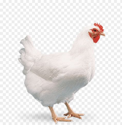 Poultry Farm Design, Chicken Poster, Live Chicken, Chickens For Sale, Chicken Png, Chicken Images, Broiler Chicken, Flex Banner Design, Chicken Drawing