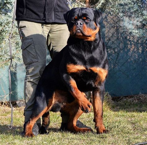 Rottweiler Photography, German Rottweiler Puppies, German Rottweiler, Dog Humor, Rottweiler Puppy, Dog Diy, Food Dog, Very Angry, Like A Lion