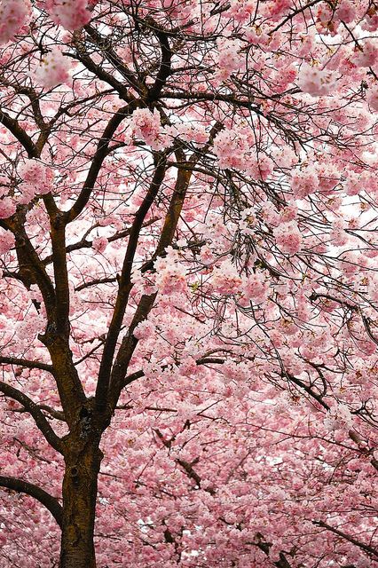 I don't know where I will put cherry trees in my place but I'll find some place for it.  I have a couple of favorite plants and these are on the list. Cherry Blossom Festival, Cherry Blossom Tree, Blossom Trees, Cherry Tree, Flowering Trees, Beautiful Tree, Love Flowers, Pretty Flowers, A Tree