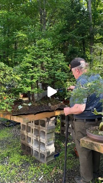 DIY | Home Design | Interior Decor on Instagram: "The majestic metasequoia forest by 📸 @davideasterbrookbonsai 

Tag someone who needs to see this😍
#bonsai #plants" Bonsai Forest, Travel Tree, Home Design Interior, Bonsai Art, Wood Artist, Bonsai Plants, Healing Energy, The Quiet, Miniature Garden