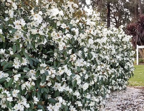 Why you should plant a hedge - Anthony Tesselaar Plants Fairy Magnolia, Bulb Planting Tools, Perennial Bulbs, Daffodil Bulbs, Perennial Shrubs, Orchid Pot, Indoor Plant Care, White Magnolia, Plant Protection