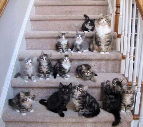 A Bunch Of Cats, Bunch Of Cats, Kinds Of Cats, Image Chat, Lots Of Cats, Siberian Cat, Cat Family, Crazy Cat, Cute Kittens