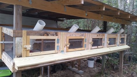 DIY Quail Cage 2.0 | BackYard Chickens - Learn How to Raise Chickens Quail Cage Ideas, Diy Quail Cage, Quail Coop Ideas Diy, Quail Pen, Quail House, Quail Cage, Quail Coop, Chicken Feeder Diy, Raising Quail