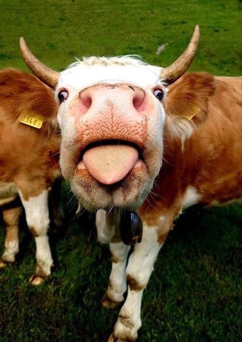 Cow Pfp, Cute Fluffy Cow, Funny Cow Pictures, Cow Fluffy, Fluffy Cow, Cool Animals, Cow Cute, Strange Animals, Cow Photos