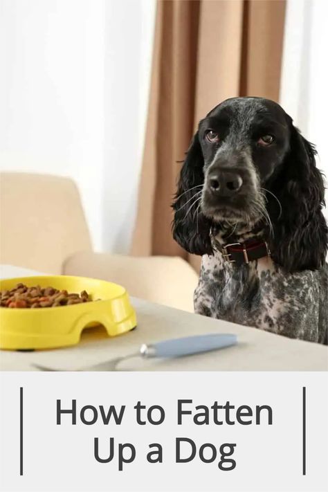 How To Put Weight On A Dog, How To Get A Dog To Gain Weight Food, Dog Weight Gain Tips, How To Fatten Up A Dog, Weight Gain For Dogs, What To Feed Dogs, Human Food For Dogs, Ways To Gain Weight, High Protein Dog Food