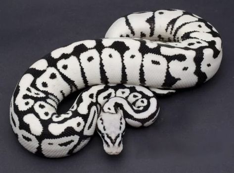 Snake Facts, Python Morphs, Snake Photos, Cool Snakes, Pretty Snakes, Colorful Snakes, Ball Python Morphs, Ball Pythons, Snake Lovers