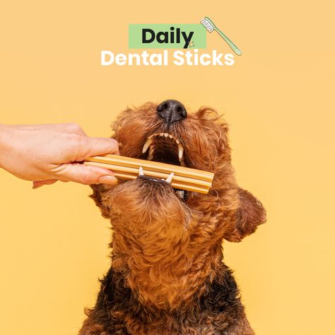 As we say goodbye to Dental Health Month, we hope we've inspired and helped you with our tips and tricks, to keep your pooch's smile as healthy as can be. ��⁠ ⁠ We always want to do more with our products, meaning they taste great, and do great stuff too. ⁠Our range of dental sticks are no different... ⁠ ⁠ Which is your dog's favourite? 💜⁠ ⁠ ⁠ #DentalSticks #Dog #PoochAndMutt #GoodMoodFood #Dogs #DogTreats #Treats #Dental #DogTreat #UkDogs Dental Sticks For Dogs, Healthy Liver Diet, Pet Advertising, Essential Yoga Poses, Dog Marketing, Pet Brand, Dental Health Month, Pet Birthday, Liver Diet