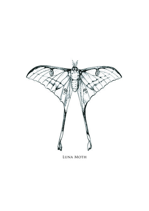 Moon Moth Tattoo, Moth Cocoon, Lunar Moth Tattoo, Luna Moth Tattoo, Moth Drawing, Lunar Moth, Green Wing, Moon Moth, Small Pretty Tattoos