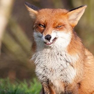 perfect sneer Fox Snarling, Fox Meme, Angry Fox, Fox Memes, Facts About Cats, Fantastic Fox, Cute Ginger, Dog Anatomy, Fox Boy