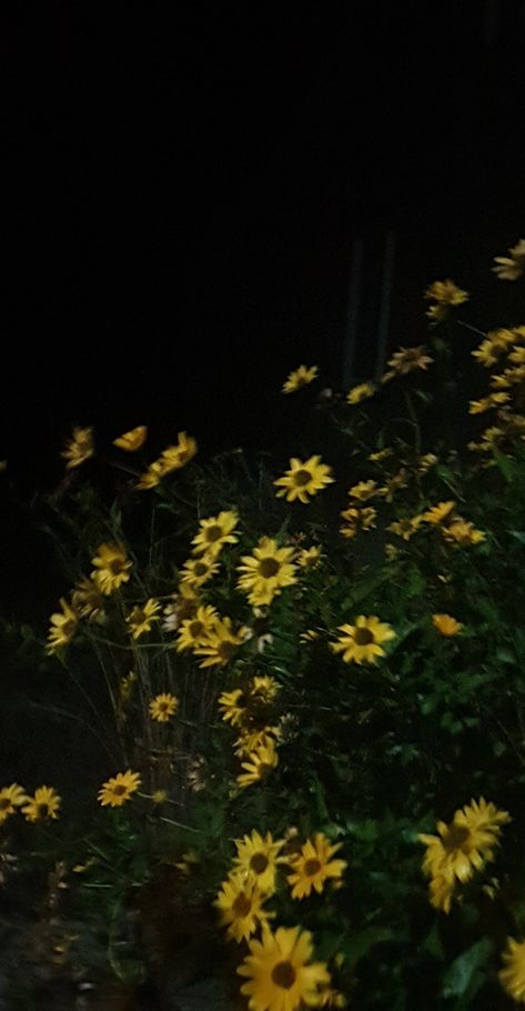 background black yellow flowers night without stars sad beautiful pretty vibe Yellow Night Aesthetic, Black And Yellow Wallpaper Iphone, Yellow Dark Wallpaper, Dark Yellow Aesthetic Wallpaper, Yellow Homescreen Wallpaper, Night Flowers Aesthetic, Yellow Y2k Wallpaper, Dark Yellow Wallpaper, Sunflower Black Background