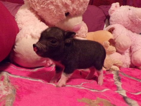 Teacup, Mini Pig For Sale – Peewee Piglet Teacup Pigs Full Grown, Mini Teacup Pigs, Mini Pigs For Sale, Pet Pig House, Mini Potbelly Pigs, Mini Pig Care, Teacup Pigs For Sale, Teacup Piggies, Teacup Piglets