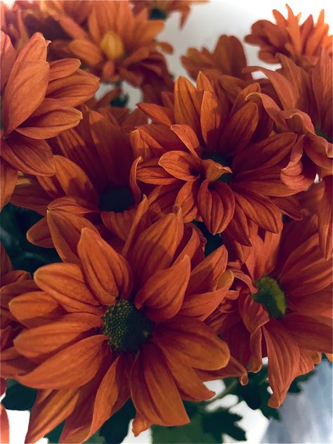 Several beautiful deep orange daisy’s with green centres covering the screen Orange Fall Flowers, Simply Orange, Orange Wedding Flowers, Orange Sunflowers, Orange Plant, Fleur Orange, Jaune Orange, Brown Flowers, Orange Aesthetic