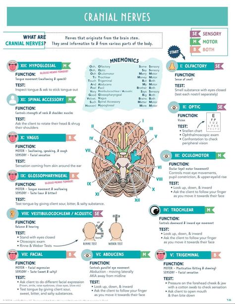 12 Cranial Nerves, Olfactory Nerve, Brain Anatomy And Function, Nursing School Studying Cheat Sheets, Med School Study, Nursing School Essential, Medical School Life, Nursing School Motivation, Basic Anatomy And Physiology