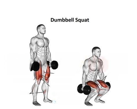 A dumbbell squat is a well-known lower-body workout that targets the quadriceps, hamstrings, and glutes. Although this variant is typically performed using light weights for high repetitions, however, it could also be used to replace deadlifts, squats, or trap bars during any exercise. Dumbbell Squat is a great lower-body workout designed to tone the quadriceps glutes, […] Dumbell Squats, Dumbbell Squats, Exercise Dumbbell, Hamstrings And Glutes, Leg Exercise, Squat Variations, Dumbbell Squat, Back Squats, Front Squat