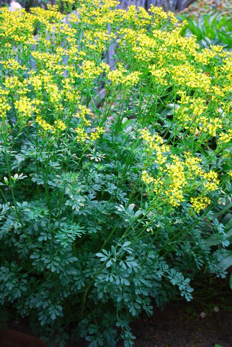 Rue Flower, Rue Plant, Aromatic Garden, Silver Plants, Flowering Herbs, Keyring Ideas, Ruta Graveolens, Plants That Repel Bugs, Silver Plant