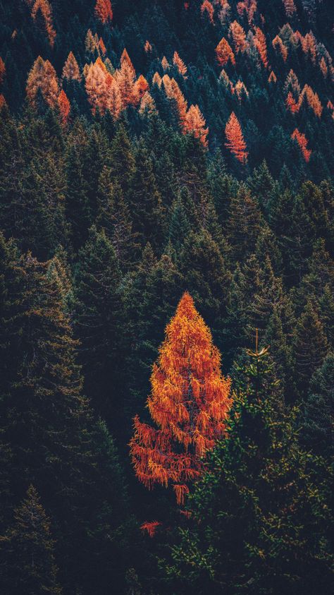 Free Fall Wallpaper, Cute Fall Wallpaper, Iphone Wallpaper Fall, Fall Background, Outdoor Photos, Pine Forest, Fall Pictures, Autumn Aesthetic, Fall Wallpaper