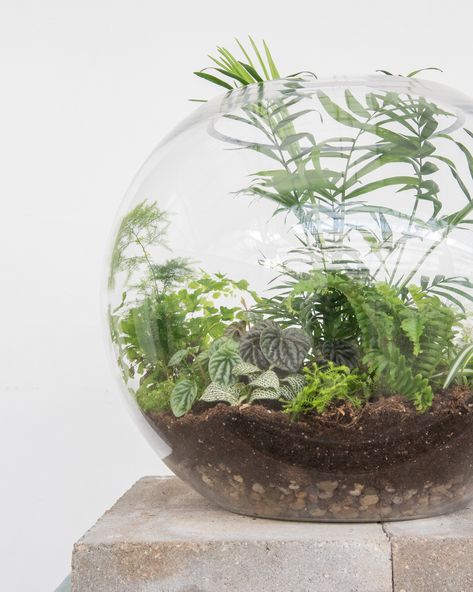 Build Your Own Terrarium, Terrarium Shop, Fall Container Plants, Fall Flower Pots, Succulents In Glass, Build A Terrarium, Plant In Glass, Open Terrariums, Indoor Plants Styling