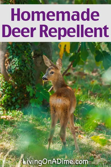 Diy Deer Repellent, Homemade Deer Repellant, Deer Repellant Plants, Deer Repellent, Living On A Dime, Deer Deterent, Deer Food, Deer Resistant Garden, Deer Repellant