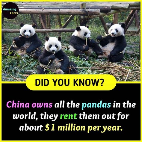 Facts #panda #China #making money Facts About China, China Facts, Odd Facts, Psychological Facts Interesting, Strange Facts, Unique Facts, About China, Positive Wallpapers, Interesting Facts About World