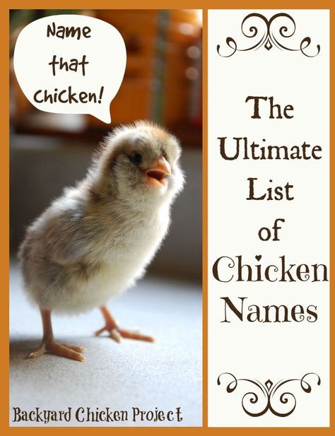 Finding the perfect chicken names for your flock can be quite the process. We've attempted to make it a bit easier for you by compiling all the best chicken names in one place! Good Chicken Names, Essential List, Chicken Coup, Southern Baby, Vintage Chicken, Chicken Keeping, Names Unique, Raising Backyard Chickens, Perfect Chicken