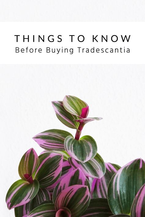 Plant With Purple And Green Leaves, Pink Tradescantia Care, Purple Indoor Plants Houseplant, Purple Hanging Plants, Wish List Plants, Tradescantia Plant Care, Tradescantia Bubblegum Plant, Tradescantia Nanouk Care, Indoor Plant Combinations