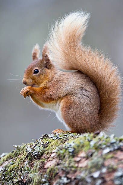 Squirrel Pictures, Animal Print Wallpaper, Cute Squirrel, Red Squirrel, Animal Sketches, Jolie Photo, Animal Wallpaper, Animal Tattoos, Animal Photo