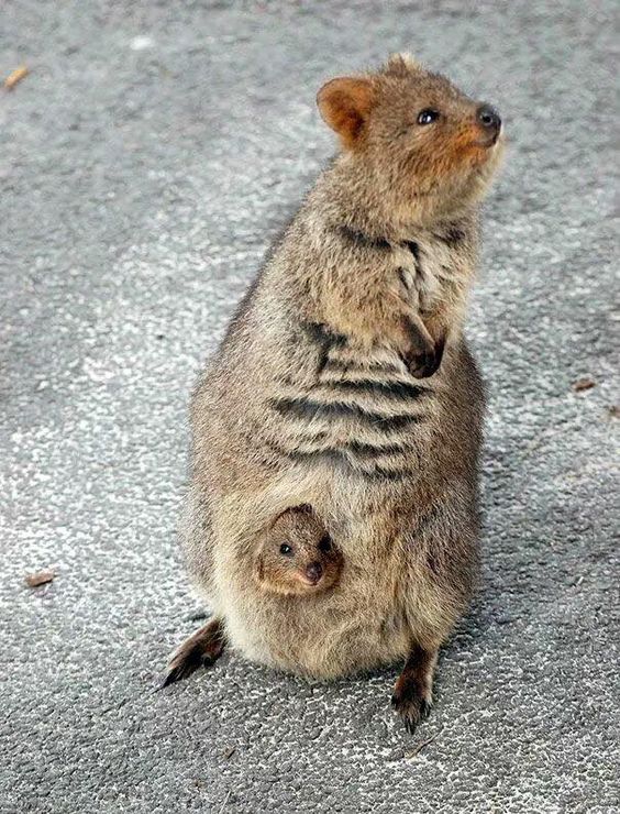 Mother Quokka with Baby