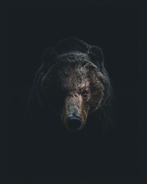 a black bear with its head turned to the side in the dark, looking straight ahead