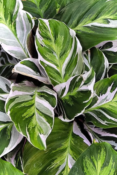 the green and white leaves of a plant