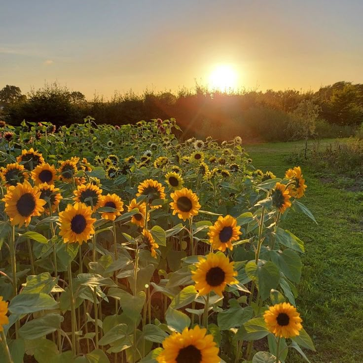 the sun is setting over a field of sunflowers