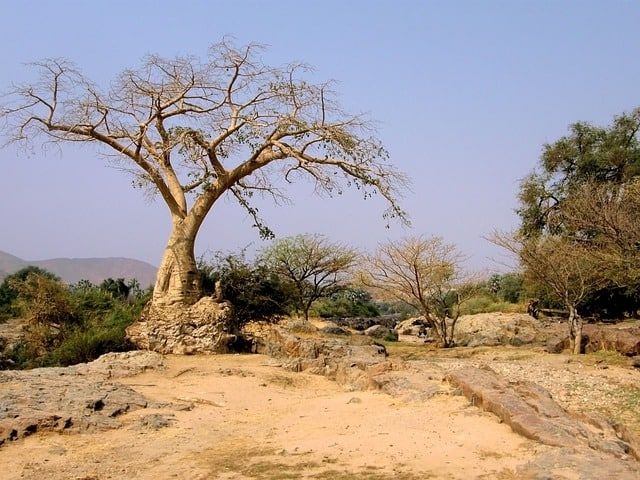 a large tree in the middle of some rocks and trees with no leaves on it