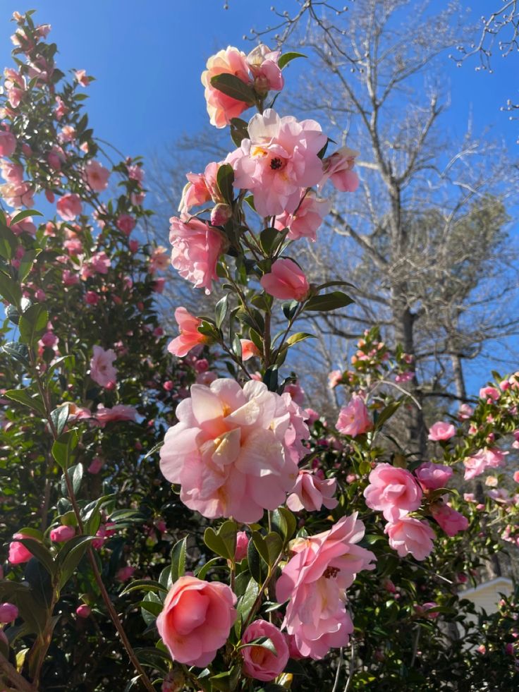 pink flowers blooming in the sun on a sunny day with blue sky behind them