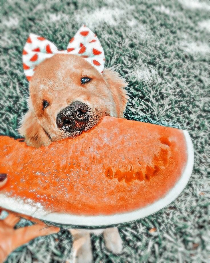 a dog with a bow on it's head holding an orange frisbee