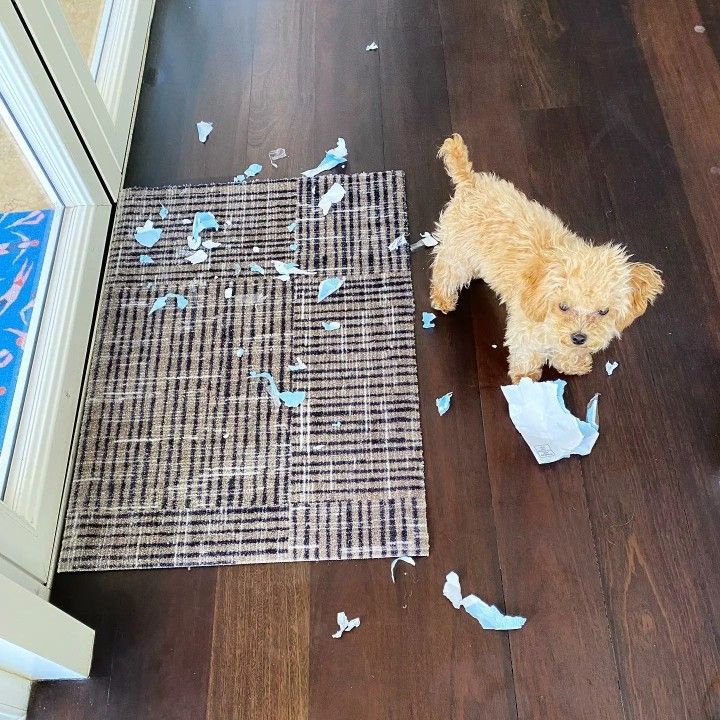 a brown dog standing on top of a wooden floor next to a pile of toilet paper