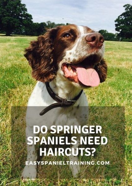 a dog sitting in the grass with its tongue out and text that reads do springer spaniels need haircuts?