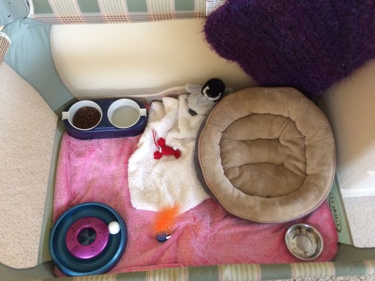 a cat bed with various items on top of it next to a dog bowl and food dish