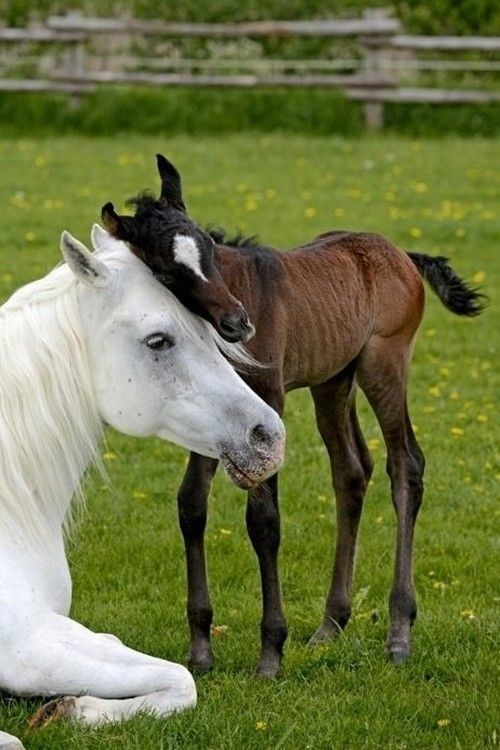 two horses standing next to each other on a lush green field