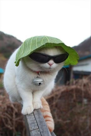 a white cat wearing sunglasses and a green leaf on top of it's head