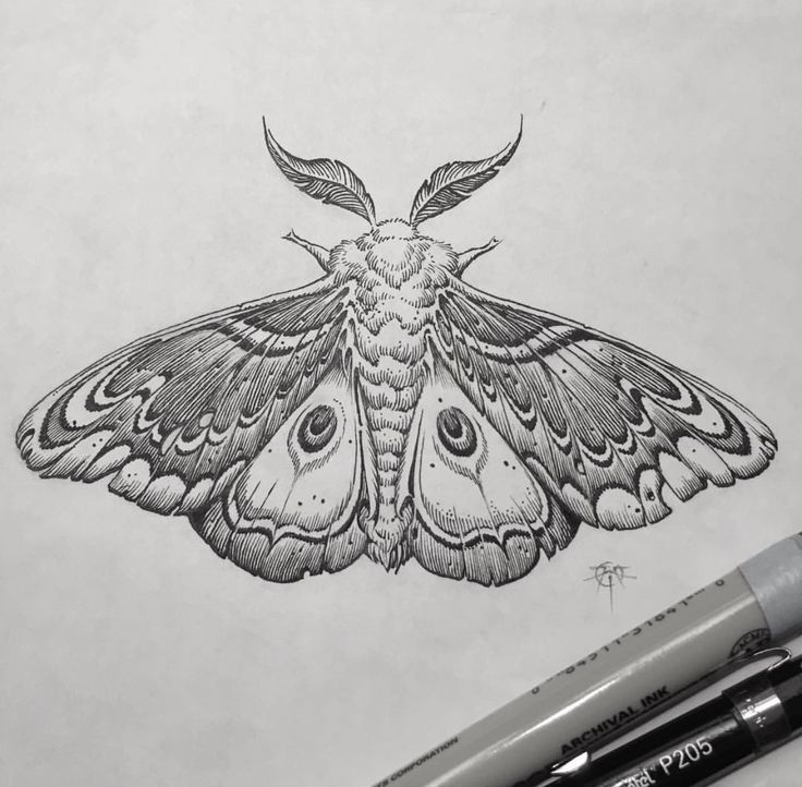 a pencil drawing of a moth on paper