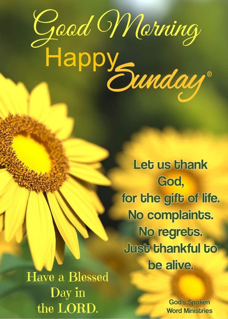 a yellow sunflower with the words good morning happy sunday