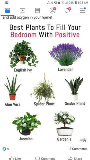 the best plants to fill your bedroom with positiveness and positivity in english